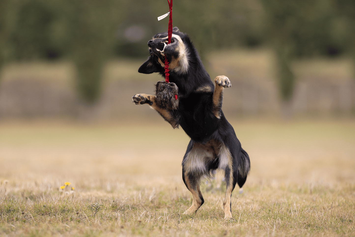 Elastisk belønningskampis med bever str S