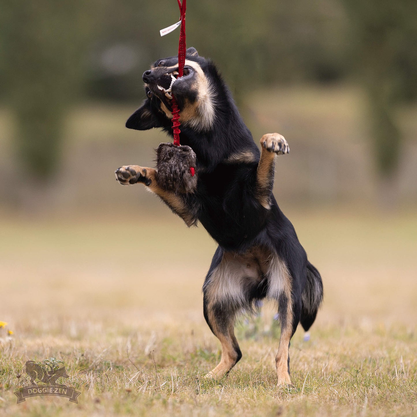 Elastisk belønningskampis med bever str S