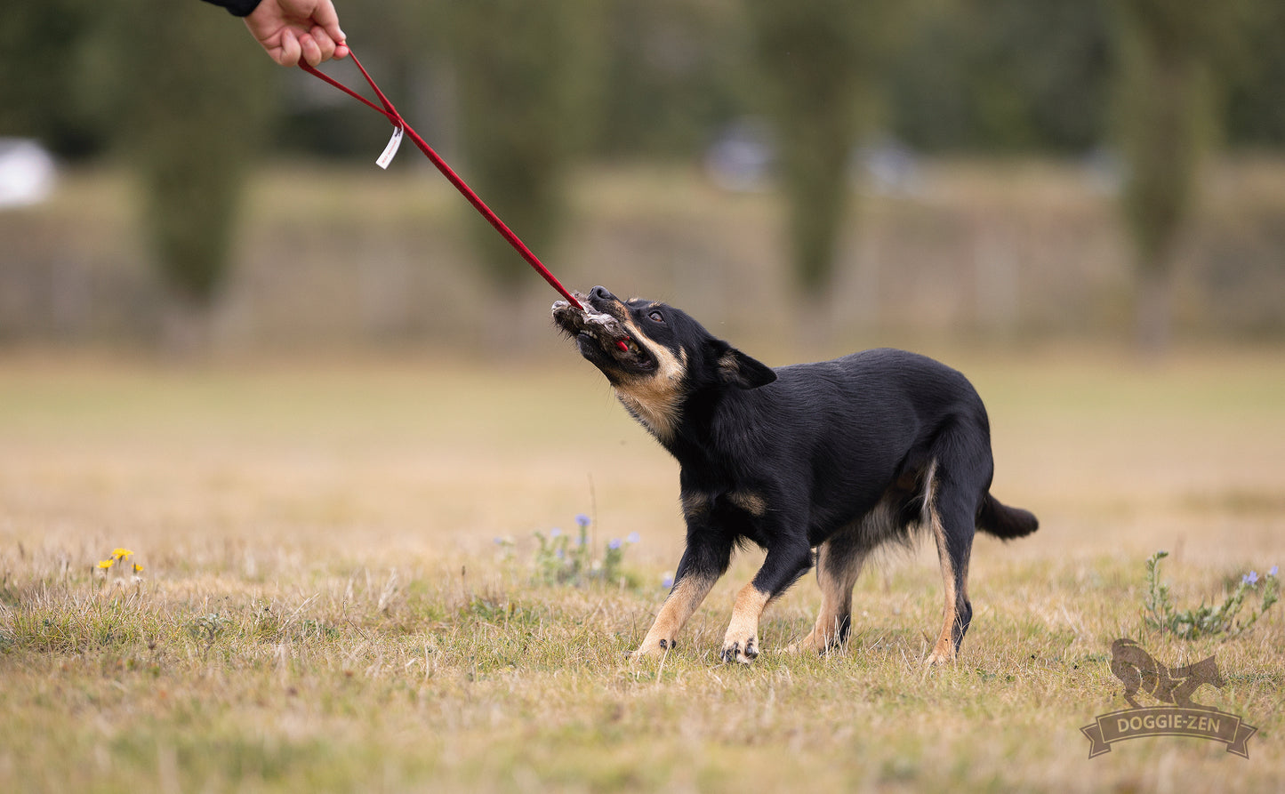 Elastisk belønningskampis med bever str S