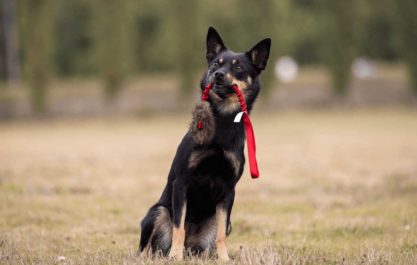 Elastisk belønningskampis med bever str S
