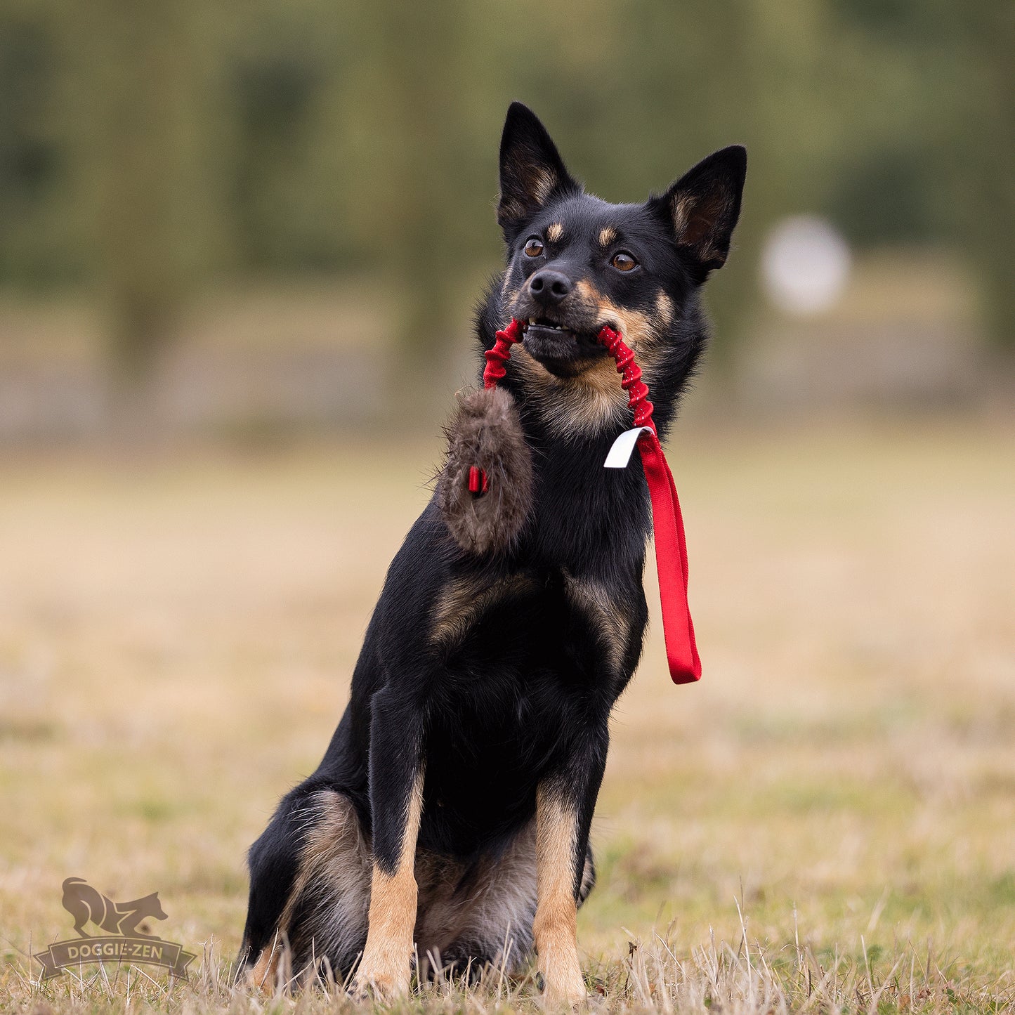 Elastisk belønningskampis med bever str S