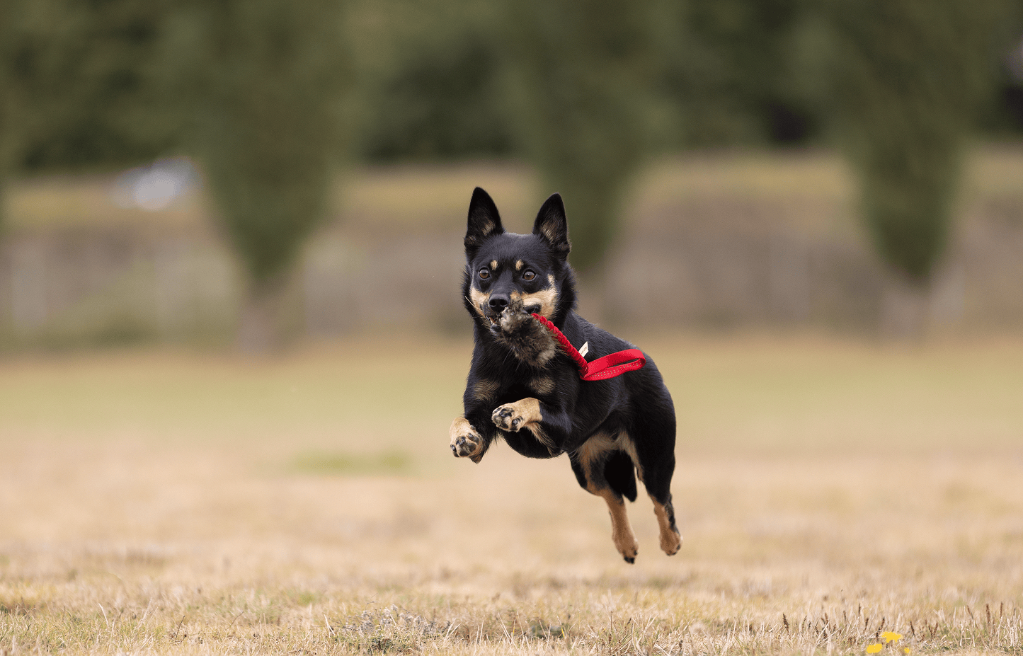 Elastisk belønningskampis med bever str S