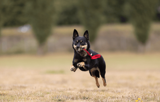 Elastisk belønningskampis med bever str S