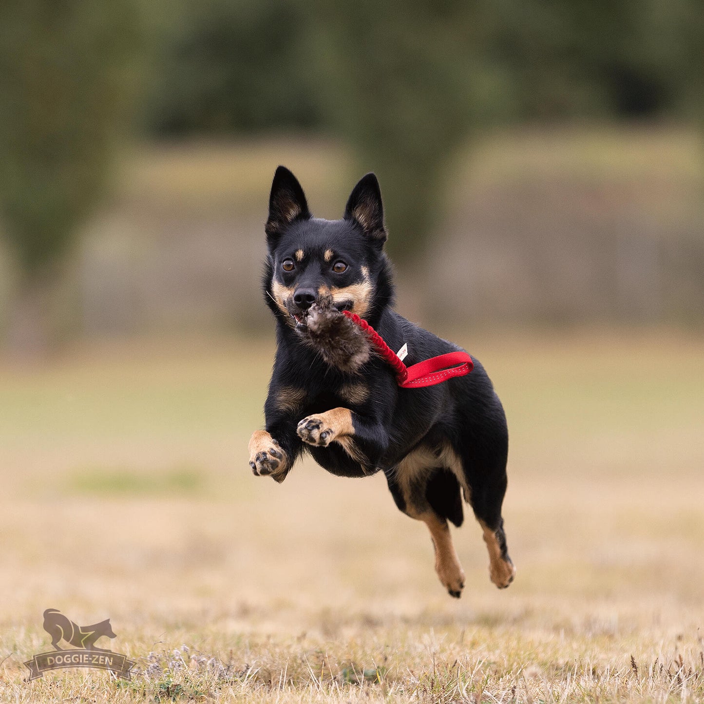 Elastisk belønningskampis med bever str S